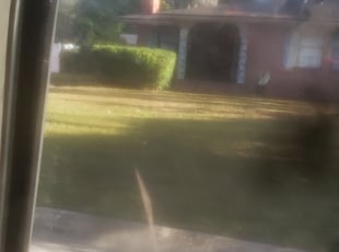Lily R.'s Bush Trimming service result