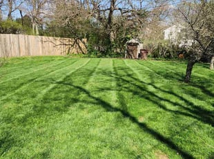 Tamika A.'s turf maintenance service result