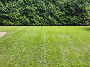 Jeff V.'s grass maintenance service result