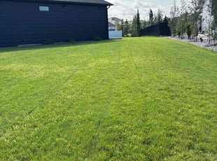 Al P.'s grass cutting service result