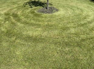 Paul S.'s lawn care service result