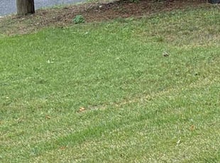 Christopher R.'s lawn care services service result