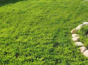 Brooke B.'s lawn service service result
