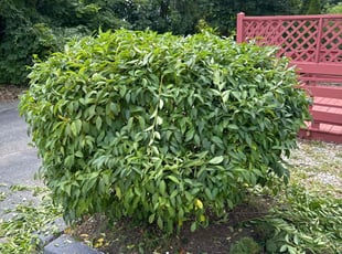 Jennifer H.'s lawn maintenance service result
