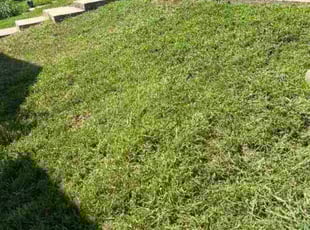 Alyssa H.'s lawn care services service result