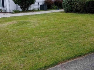 Marilynn H.'s lawn care service result