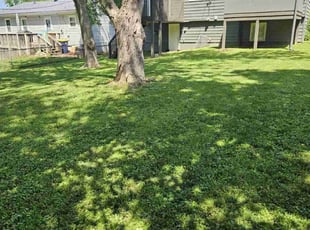 Laja B.'s lawn maintenance service result