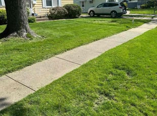 Dennis H.'s grass cutting service result