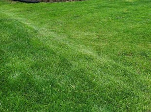 Leah B.'s lawn care services service result