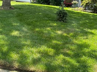 James M.'s lawn care service result