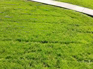 Kaitlyn B.'s grass cutting service result