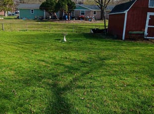 Richard R.'s grass maintenance service result