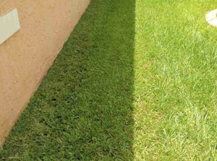 Jason S.'s turf maintenance service result