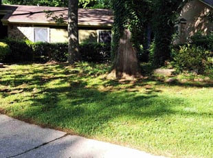 Tisha R.'s yard care service result