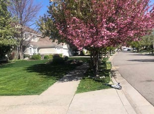 Aaron L.'s Long Grass Cleanup service result
