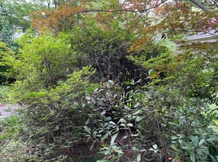 Kimberly V.'s Bush Trimming service result