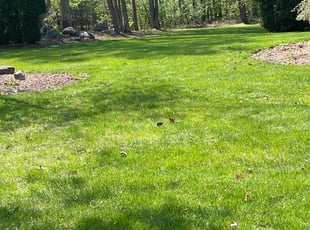 Jeffery s.'s Leaf Removal service result