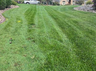 Crystal R.'s grass maintenance service result