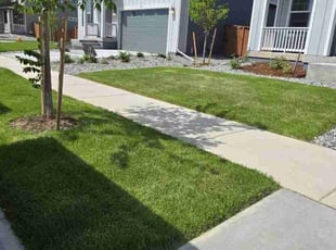 Chelsea H.'s turf maintenance service result