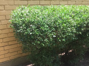 Angel A.'s Bush Trimming service result