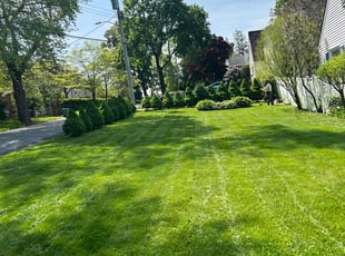 Lolita P.'s lawn care services service result