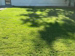 Jim R.'s grass cutting service result