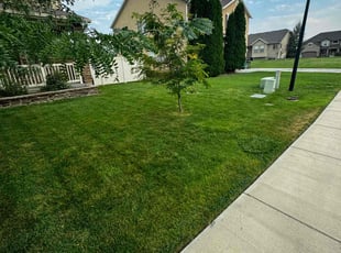 Ammar I.'s lawn maintenance service result