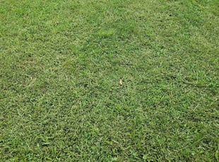 Alan S.'s turf care service result