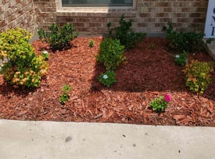Ronicia M.'s Bush Trimming service result