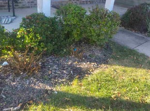 William B.'s Bush Trimming service result