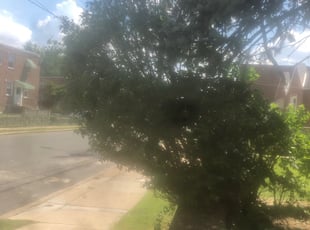 Amy B.'s Bush Trimming service result