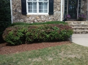 Sandra H.'s Bush Trimming service result