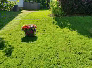 Brenda H.'s turf care service result