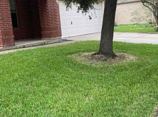 Jeffrey C.'s grass maintenance service result