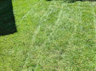 Julie D.'s lawn care service result