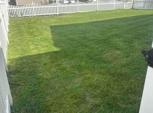 Vivien H.'s grass maintenance service result