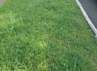 Ted A.'s lawn maintenance service result
