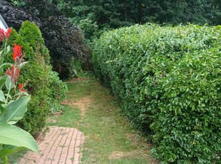 Lisa D.'s Bush Trimming service result