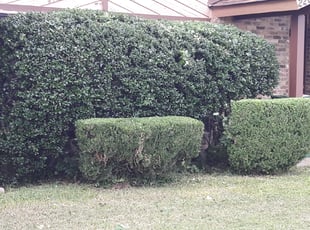 Ms. W.'s Bush Trimming service result