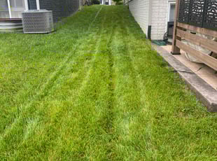 Allan M.'s turf care service result