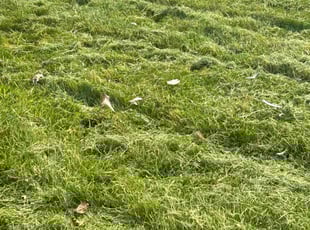 Sol M.'s lawn service service result