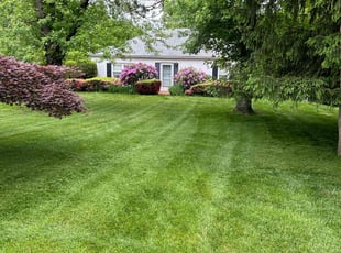 Nilaja S.'s turf care service result