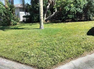 Sharon C.'s turf care service result
