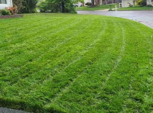 April R.'s turf maintenance service result