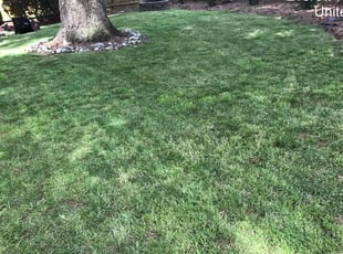 Milton N.'s lawn service service result