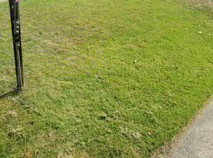 Carol K.'s lawn care services service result