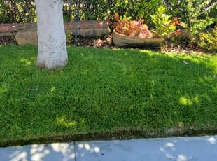 Amy Y.'s lawn service service result