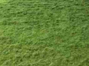 Susan H.'s turf care service result