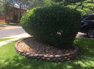 Xaveria J.'s Bush Trimming service result