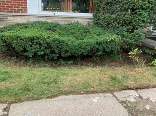 Frank J.'s Bush Trimming service result